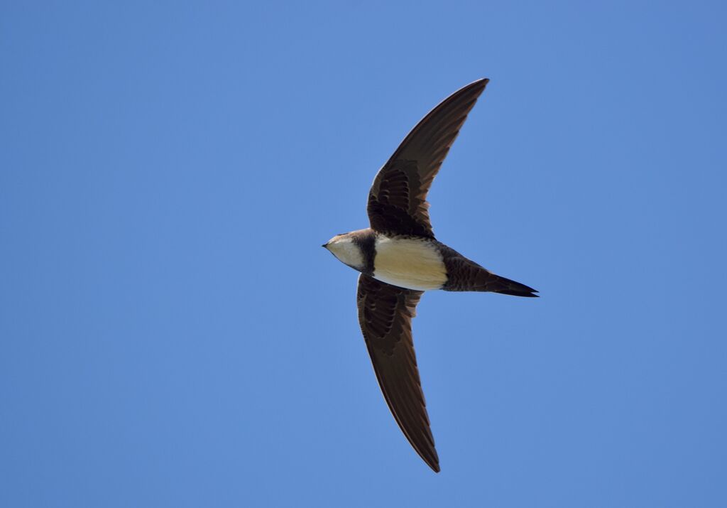 Alpine Swiftadult breeding, Flight, fishing/hunting