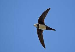 Alpine Swift