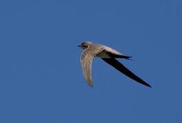 Alpine Swift