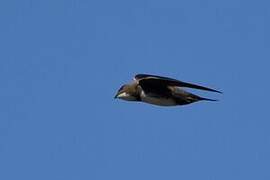 Alpine Swift