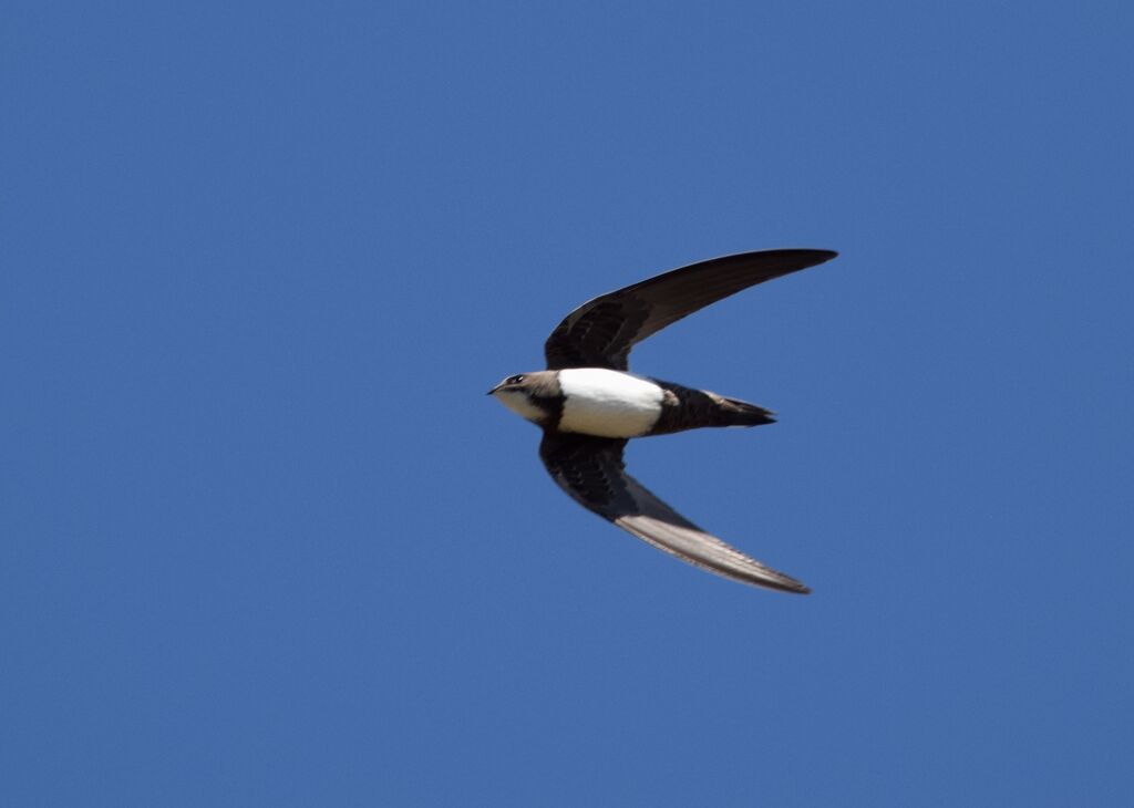 Alpine Swiftadult breeding, Flight, fishing/hunting