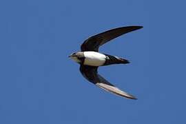 Alpine Swift