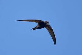 Common Swift