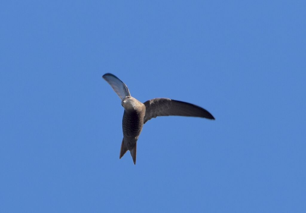 Pallid Swiftadult breeding, Flight