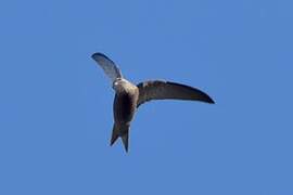 Pallid Swift