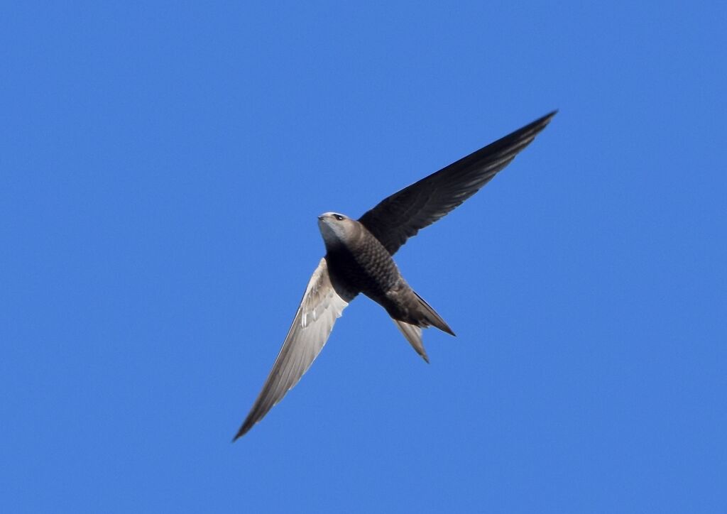 Pallid Swiftadult breeding, Flight