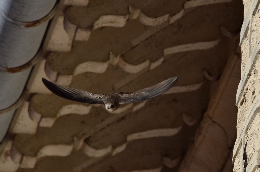 Pallid Swiftadult breeding, Flight, Reproduction-nesting