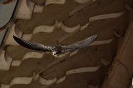 Pallid Swift