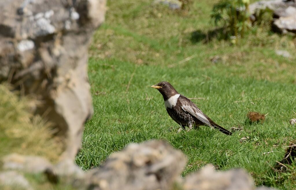 Ring Ouzel male adult breeding, identification