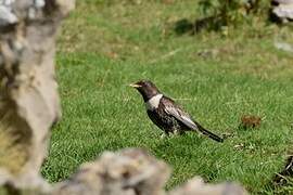 Ring Ouzel