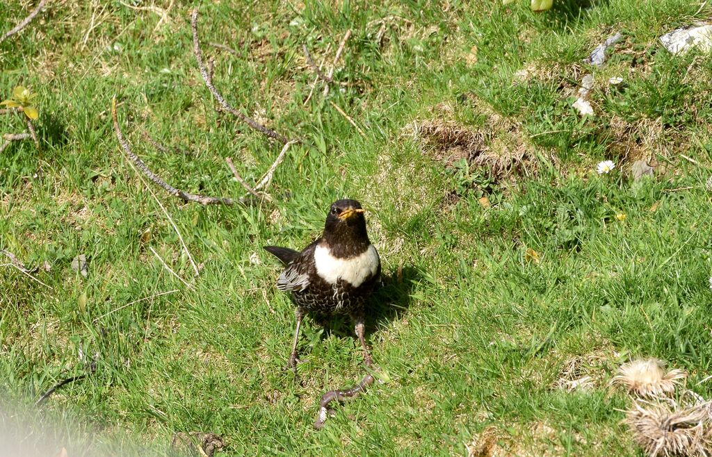 Ring Ouzel male adult breeding, identification, eats