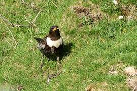 Ring Ouzel