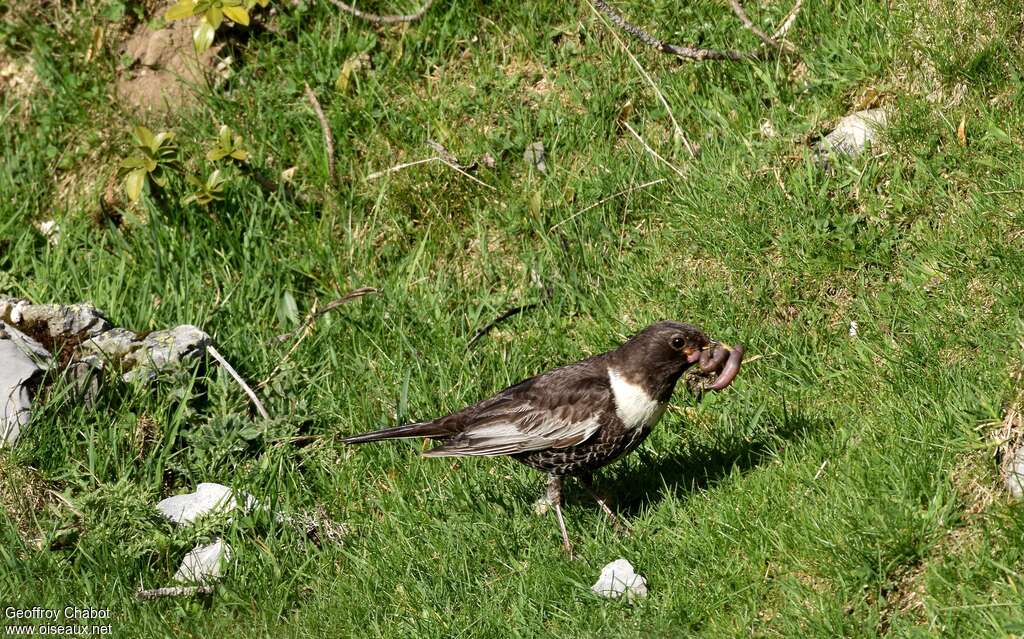 Ring Ouzel male adult, habitat, feeding habits, fishing/hunting, eats