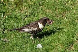 Ring Ouzel