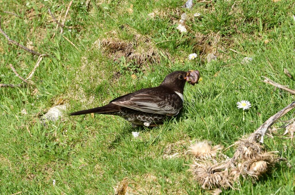 Merle à plastronadulte nuptial, identification, Nidification