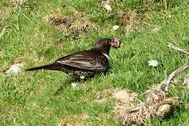 Ring Ouzel