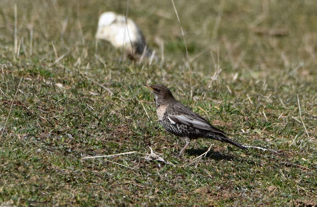 Ring Ouzel female adult breeding, identification, walking