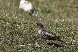 Ring Ouzel