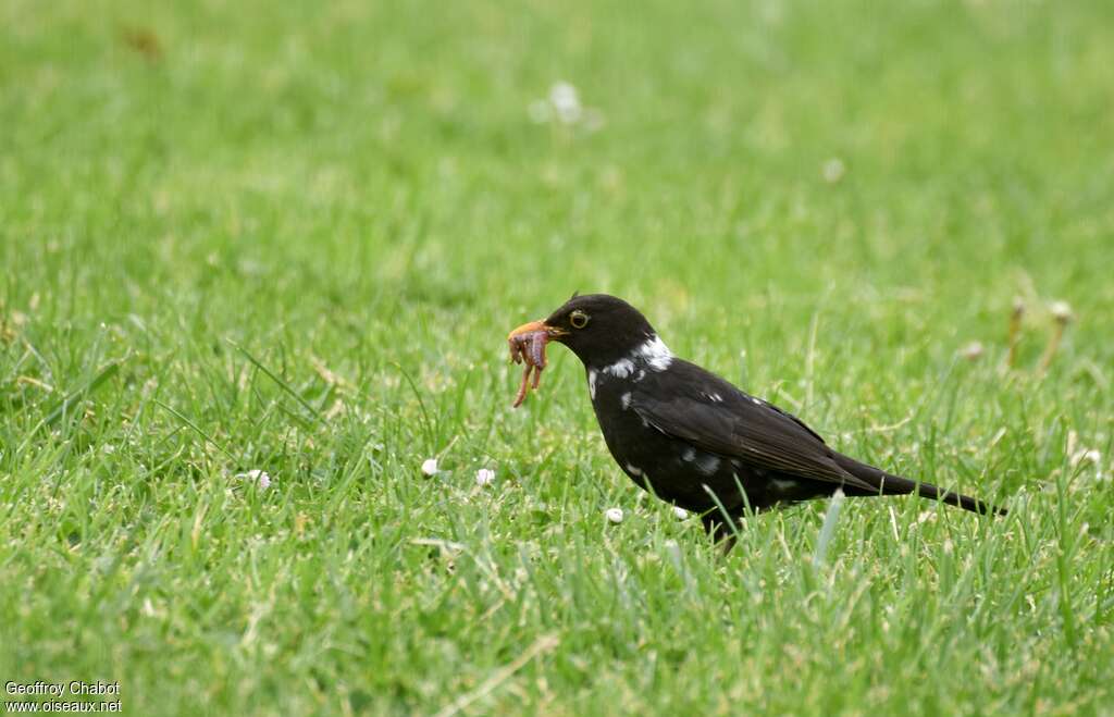 Merle noir mâle adulte nuptial, habitat, pigmentation, régime, pêche/chasse