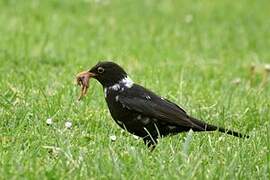 Common Blackbird