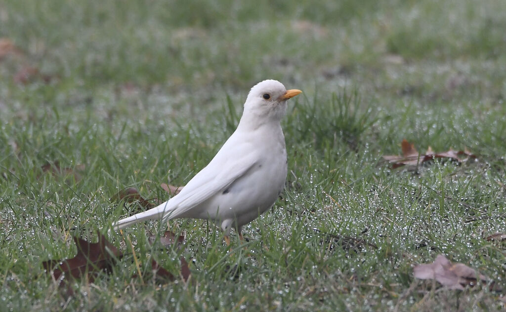 Common Blackbird male adult post breeding, identification, pigmentation, walking