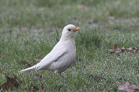 Common Blackbird