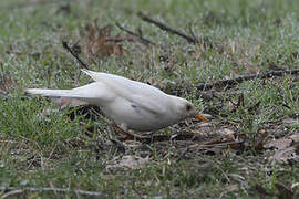 Common Blackbird