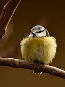 Eurasian Blue Tit