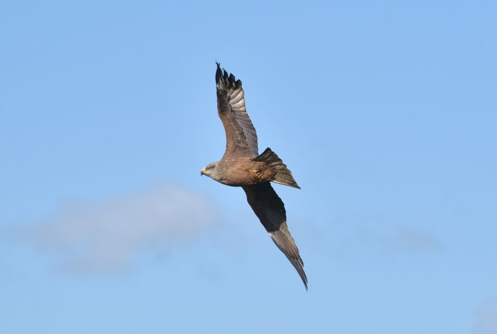 Black Kiteadult breeding, Flight