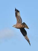 Black Kite