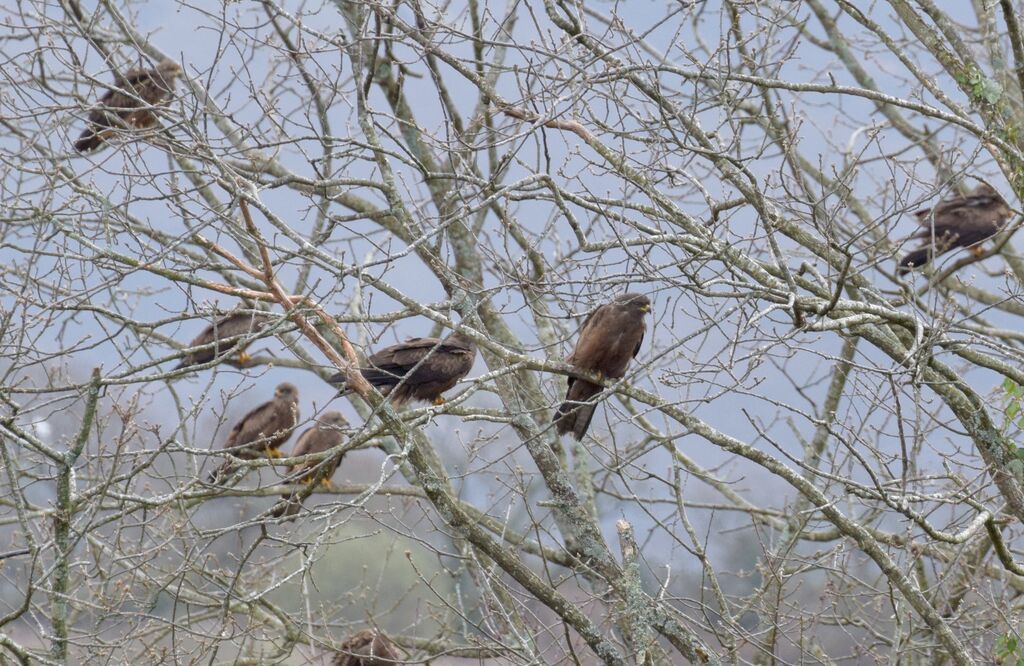 Black Kite, habitat