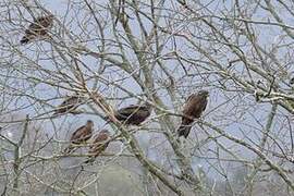 Black Kite