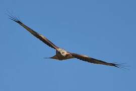 Red Kite