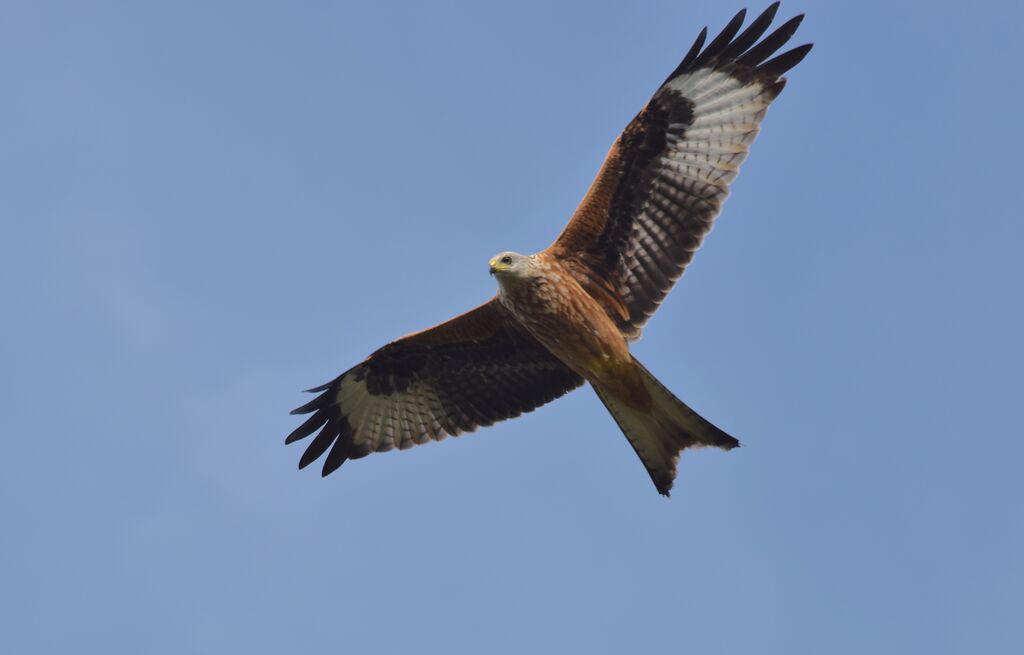 Red Kiteadult, Flight