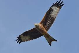 Red Kite