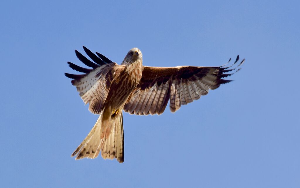 Red Kite