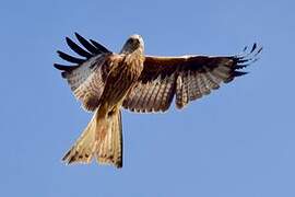 Red Kite