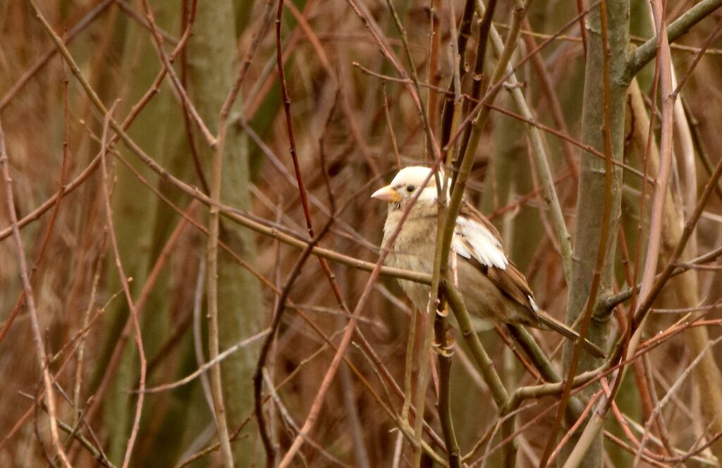 Moineau domestiqueadulte internuptial, identification, pigmentation