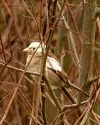 House Sparrow