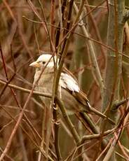 Moineau domestique