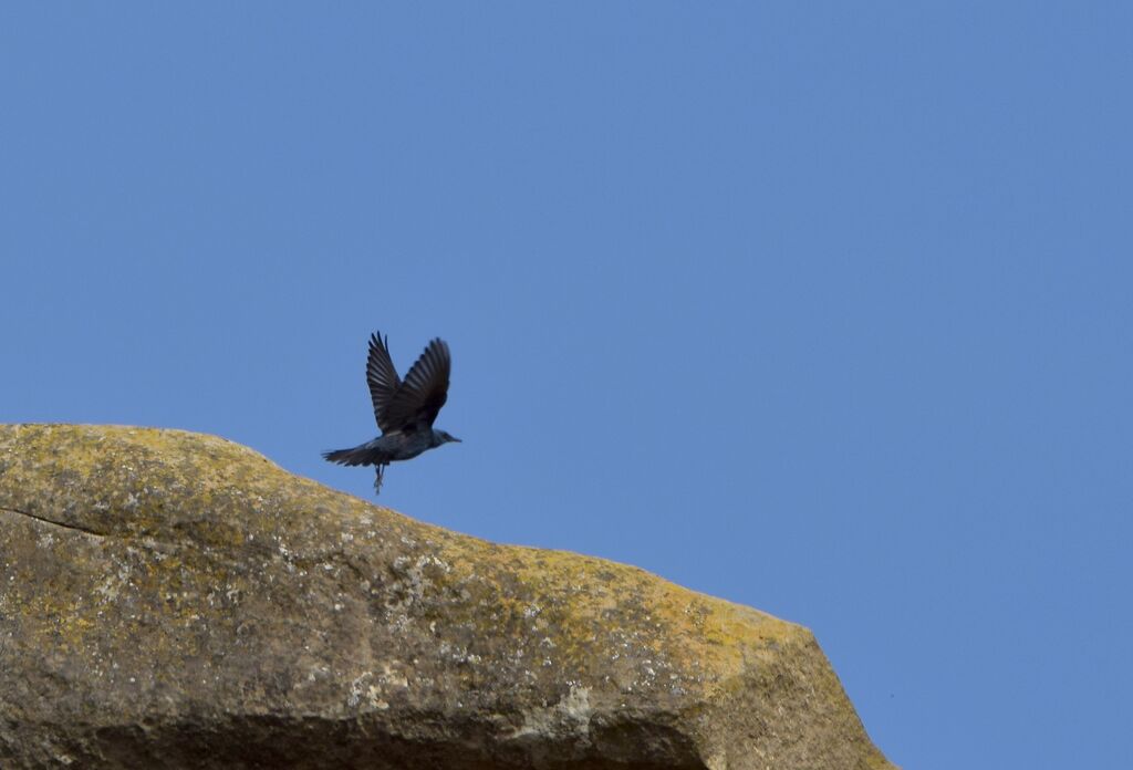 Blue Rock Thrush male adult breeding, Flight, courting display