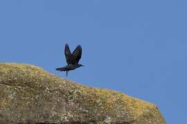 Blue Rock Thrush