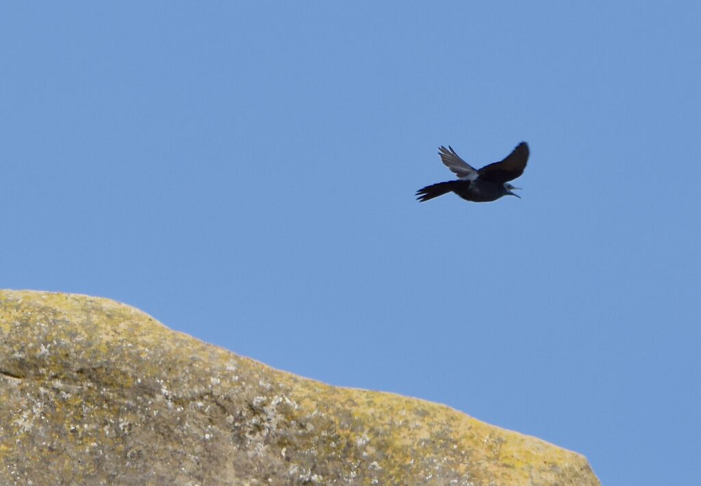 Blue Rock Thrush male adult breeding, Flight, courting display