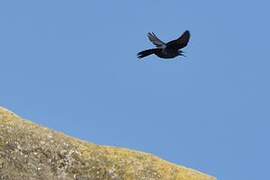 Blue Rock Thrush