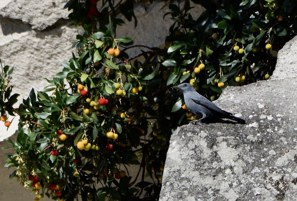 Blue Rock Thrushadult post breeding, identification, moulting, eats