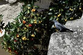 Blue Rock Thrush