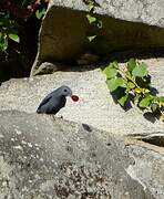 Blue Rock Thrush