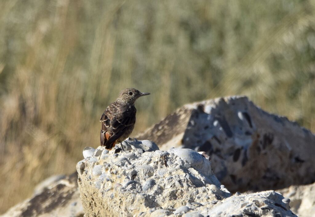 Common Rock Thrushjuvenile, identification