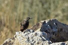 Common Rock Thrush