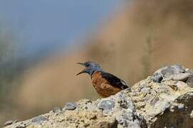 Common Rock Thrush